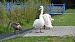 Mute Swan 