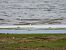 Sanderling 