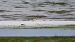 Sanderling 