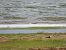 Sanderling 