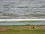 Sanderling 