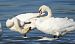 Whooper Swan 