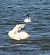 Whooper Swan 
