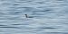 Red-throated Loon 