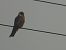Red-footed Falcon 