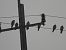 Red-footed Falcon 