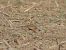 Eurasian Dotterel 