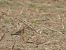 Eurasian Dotterel 