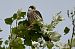 Red-footed Falcon  - Mariusz Godlewski
