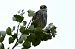 Red-footed Falcon  - Mariusz Godlewski