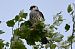 Red-footed Falcon  - Mariusz Godlewski