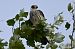 Red-footed Falcon  - Mariusz Godlewski