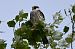 Red-footed Falcon  - Mariusz Godlewski