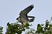 Red-footed Falcon  - Mariusz Godlewski