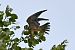 Red-footed Falcon  - Mariusz Godlewski