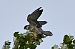 Red-footed Falcon  - Mariusz Godlewski