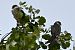 Red-footed Falcon  - Mariusz Godlewski