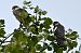 Red-footed Falcon  - Mariusz Godlewski