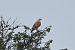Long-legged Buzzard  - Mariusz Godlewski