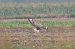 Long-legged Buzzard  - Mariusz Godlewski