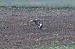 Long-legged Buzzard  - Mariusz Godlewski