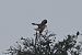 Long-legged Buzzard  - Mariusz Godlewski