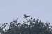 Long-legged Buzzard  - Mariusz Godlewski