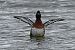 Ferruginous Duck  - Mariusz Godlewski