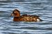 Ferruginous Duck  - Mariusz Godlewski