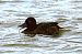 Ferruginous Duck  - Mariusz Godlewski