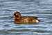 Ferruginous Duck  - Mariusz Godlewski