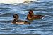 Ferruginous Duck  - Mariusz Godlewski