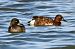 Ferruginous Duck  - Mariusz Godlewski