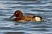Ferruginous Duck  - Mariusz Godlewski