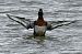 Ferruginous Duck  - Mariusz Godlewski