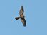 Eurasian Sparrowhawk  - Kacper Mikulski