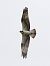 Osprey  - Mateusz Gutowski