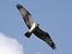Osprey  - Mateusz Gutowski