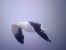 Baltic Gull  - Piotr Janowicz
