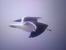 Baltic Gull  - Piotr Janowicz