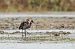 Glossy Ibis 