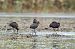 Glossy Ibis 