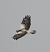 Common Buzzard  - Wojciech Łapiński