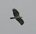 Common Buzzard  - Wojciech Łapiński