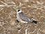 Red-footed Falcon  - Paweł Zaniecki