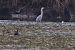 ibis kasztanowaty  - Krzysztof Czajowski