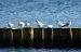 Sandwich Tern  - Waldemar Abucewicz