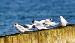 Sandwich Tern  - Waldemar Abucewicz