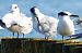 Sandwich Tern  - Waldemar Abucewicz
