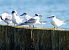 Sandwich Tern  - Waldemar Abucewicz